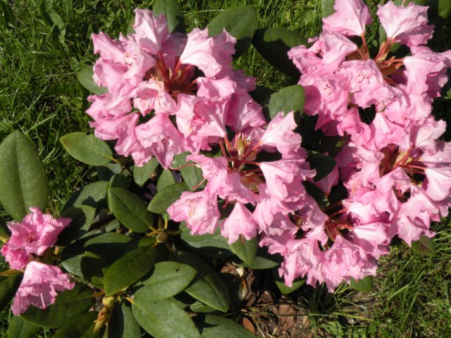 dscn0116.jpg