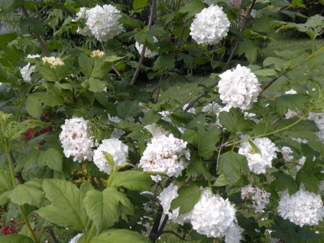 dscn0118.jpg