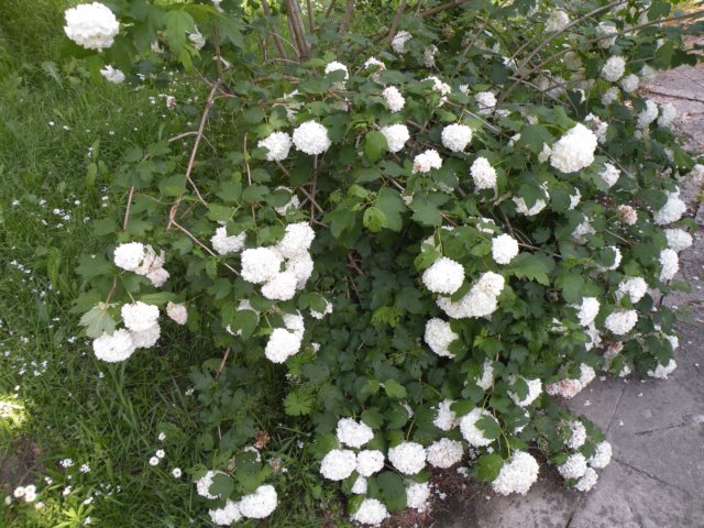 dscn0130.jpg